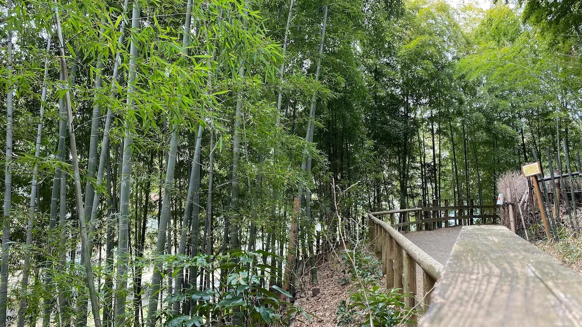Bosque de bambú