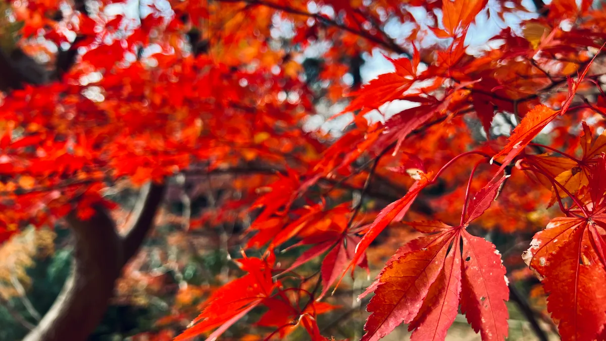 Hojas de Otoño