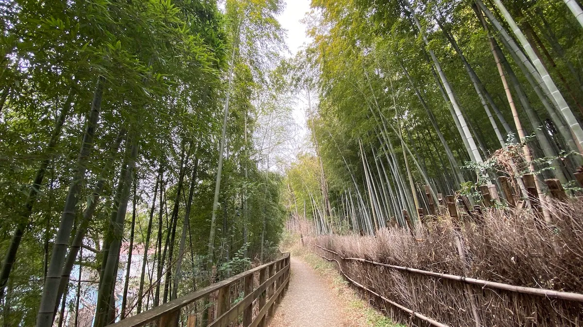 Ruta del bosque de bambú
