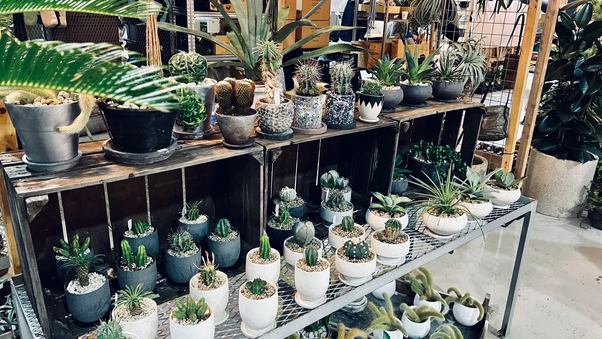 Venta de Plantas de Interior