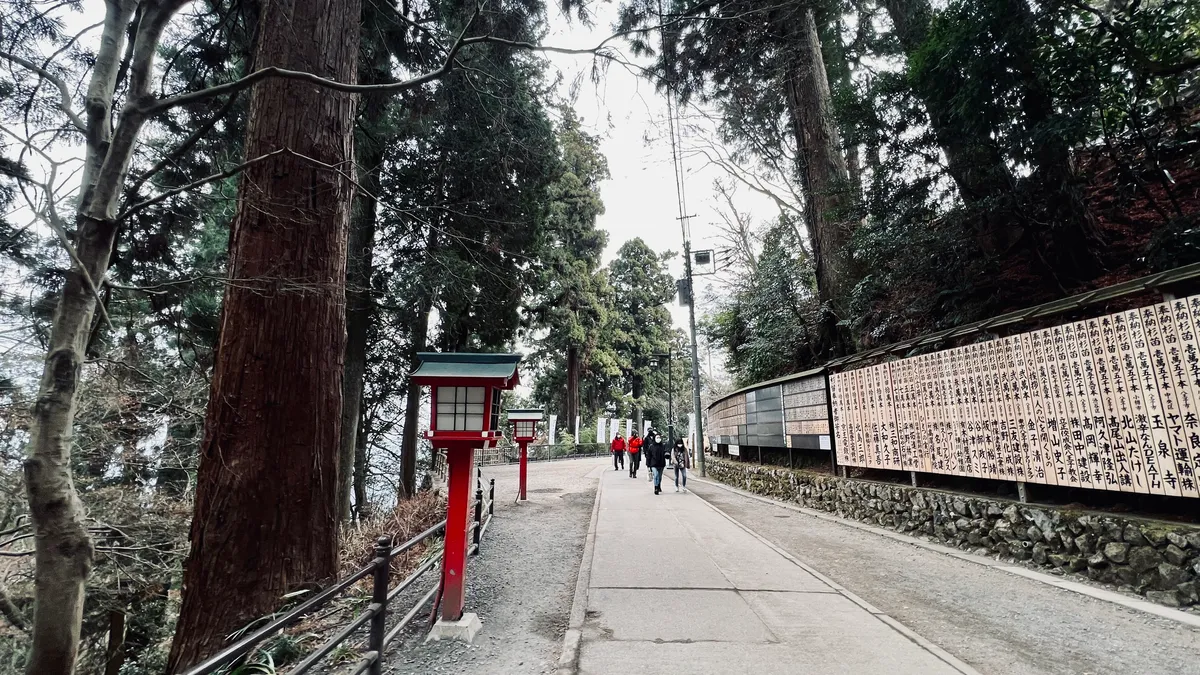 Avenida de cedros gigantes