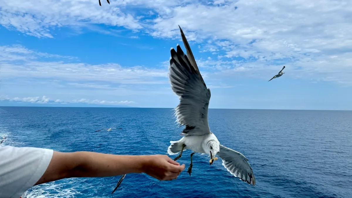 Gaviotas