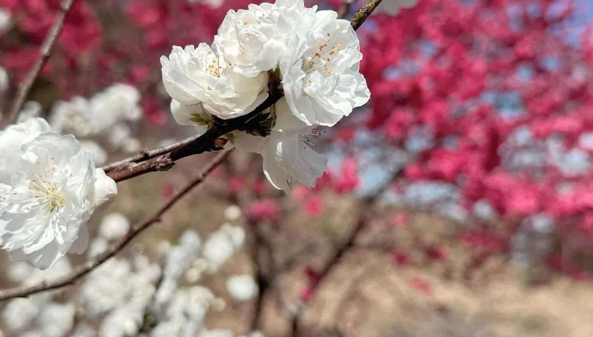 Cerezos en Flor