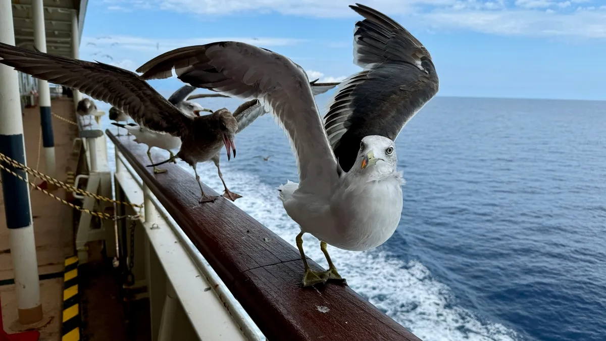 Gaviotas