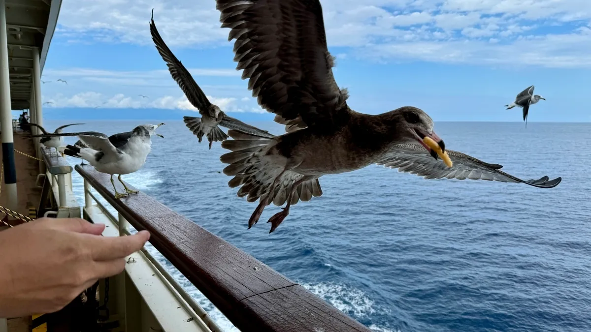 Gaviotas