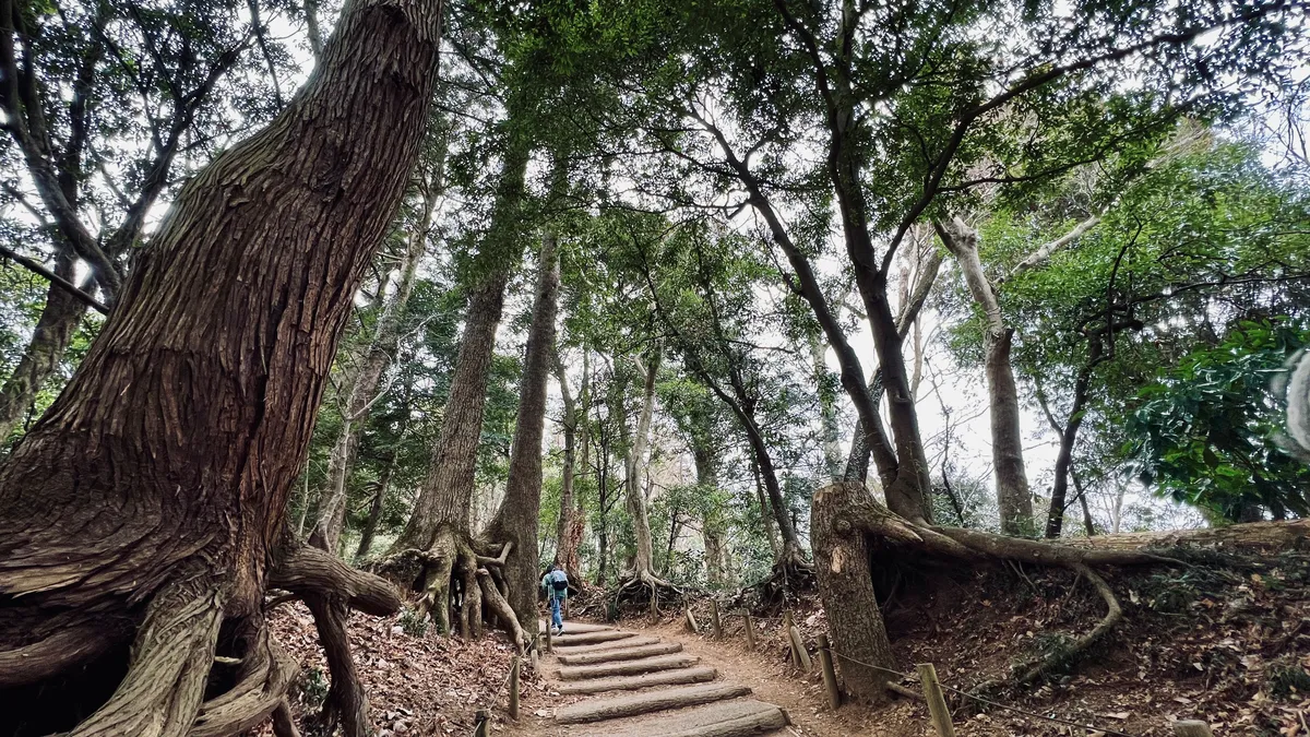 Sendero rodeado de árboles