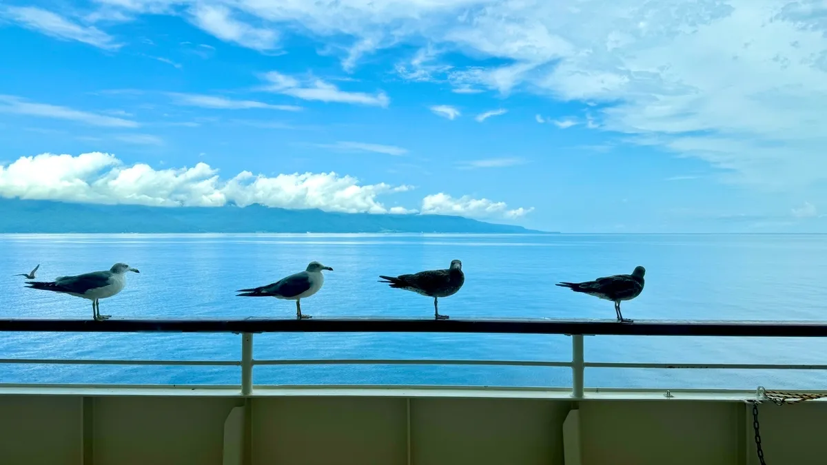 Gaviotas