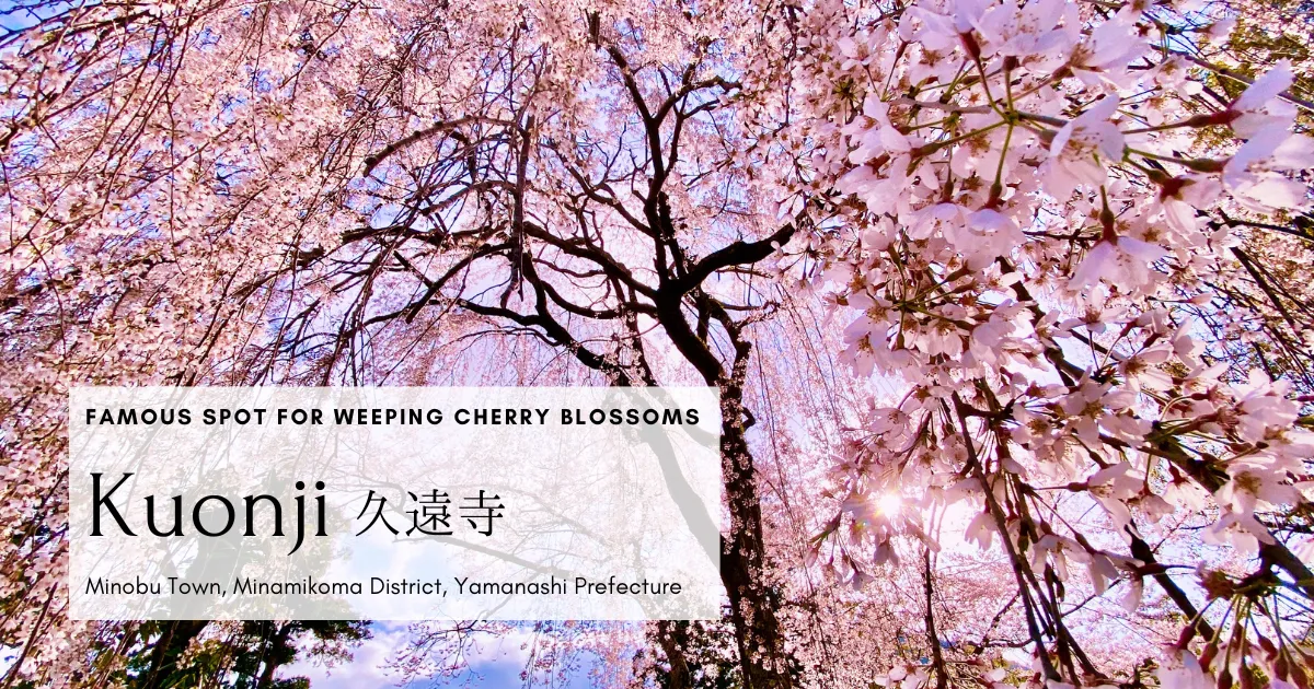 La máxima belleza de las flores de cerezo japonesas. Enorme cerezo llorón en el templo Kuonji