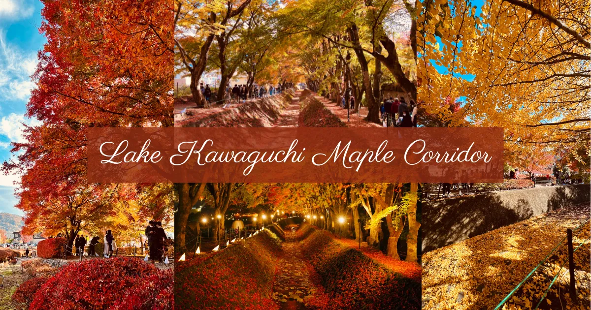 Magia de Otoño: El Corredor de Arces del Lago Kawaguchi, un Destino Imperdible en Japón durante el Otoño